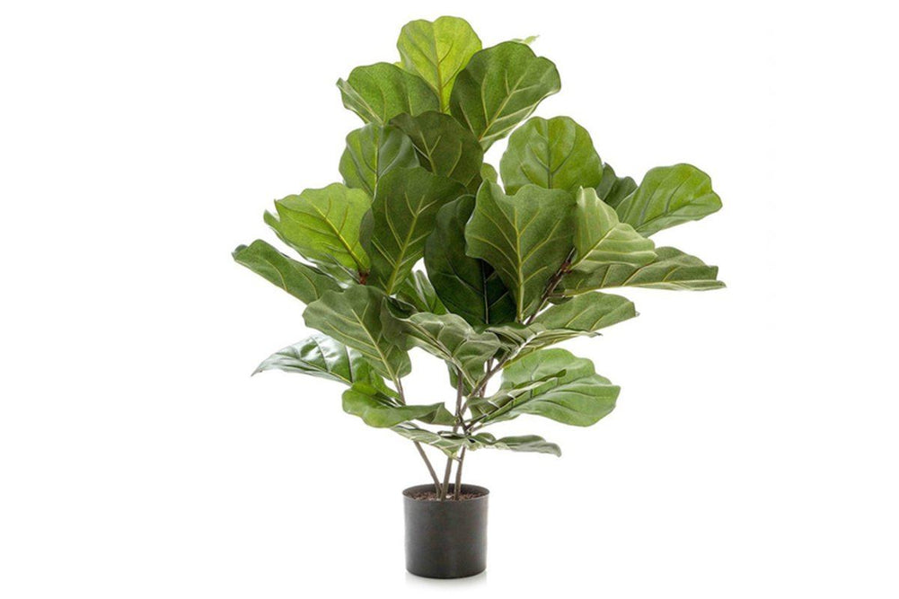 Flora Fiddle Leaf Fig Potted Plant with 36 Leaves 650mm H-fiddle leaf fig potted plant  