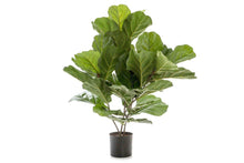  - Flora Fiddle Leaf Fig Potted Plant with 36 Leaves 650mm H - 1