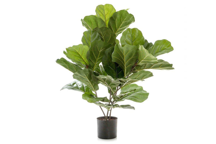 Flora Fiddle Leaf Fig Potted Plant with 36 Leaves 650mm H Flora fiddle leaf fig potted plant 