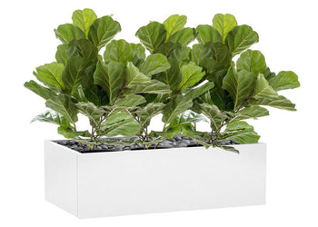 Flora Fiddle Leaf Fig Potted Plant with 36 Leaves 650mm H - Set of 3 Flora 