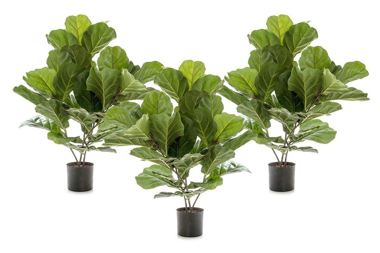 Flora Fiddle Leaf Fig Potted Plant with 36 Leaves 650mm H - Set of 3 Flora fiddle leaf fig potted plant 