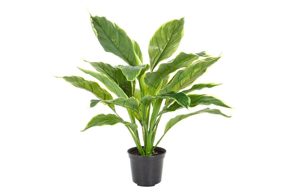 Flora Hosta Plant Real Touch in Pot-hosta plant real touch  