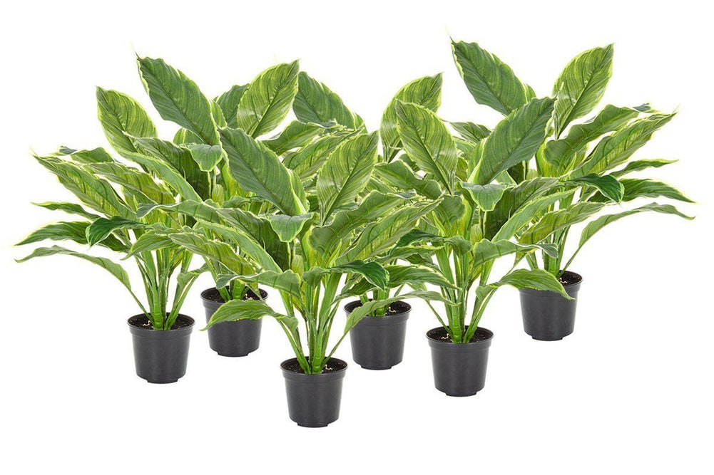 Flora Hosta Plant Real Touch in Pot - Set of 6-host plant real touch  