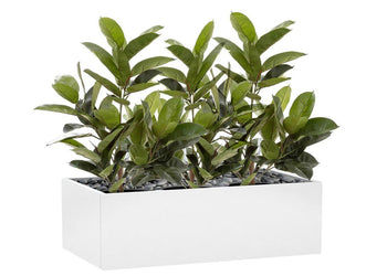 Flora Rubber Plant Tree with 58 Leaves 960mm H - Set of 3 Flora 